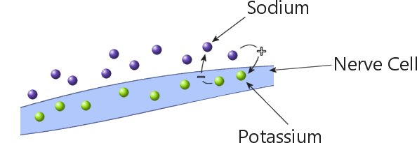 Sodium and potassium in a nerve cell